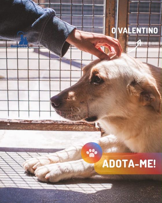 Valentino cão para adoção