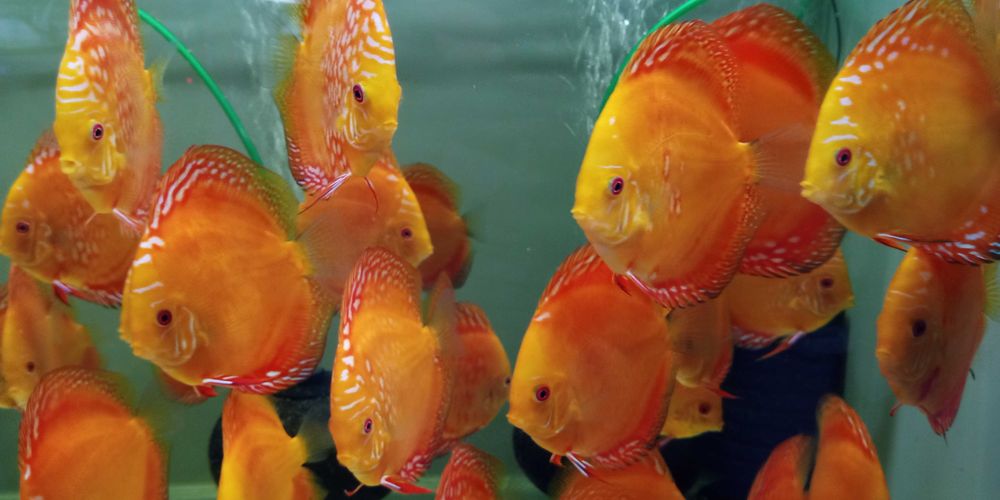 GB DYSKOWCE - PALETKI solid i pigeon red 10-12cm