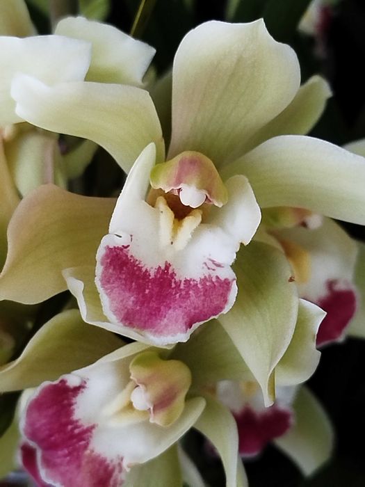 Venda orquídeas c/vaso em cimento