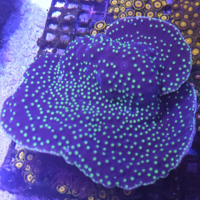 Turbinaria reniformis Akwarystyka morska