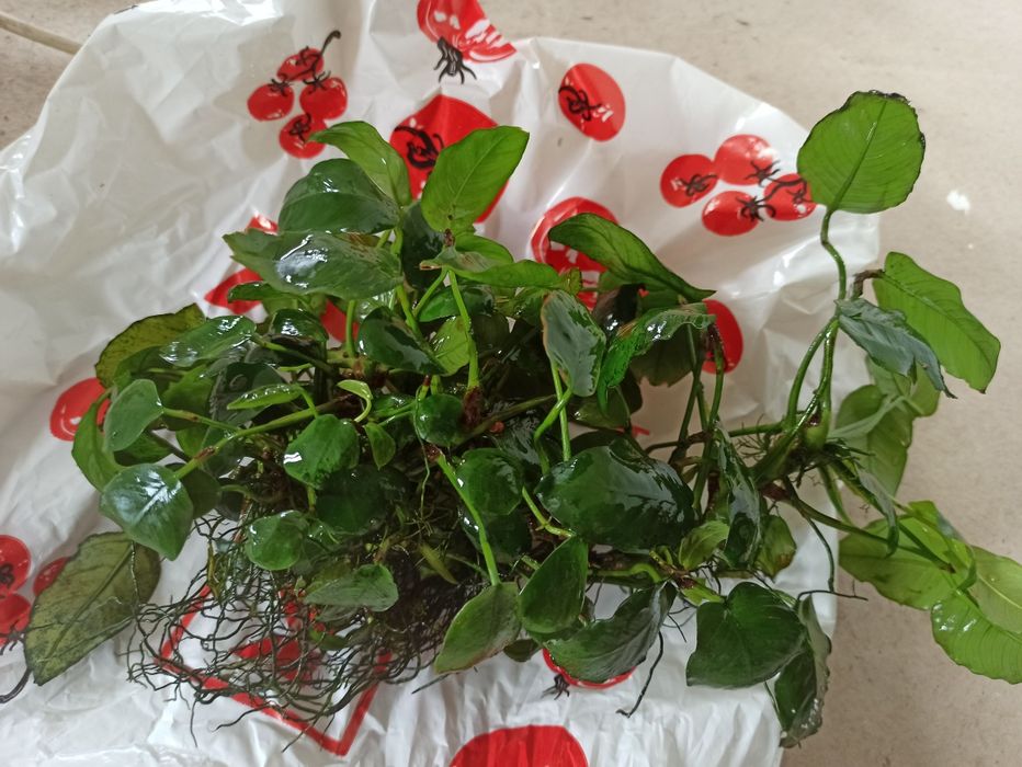 Duży Anubisa ok 30cm