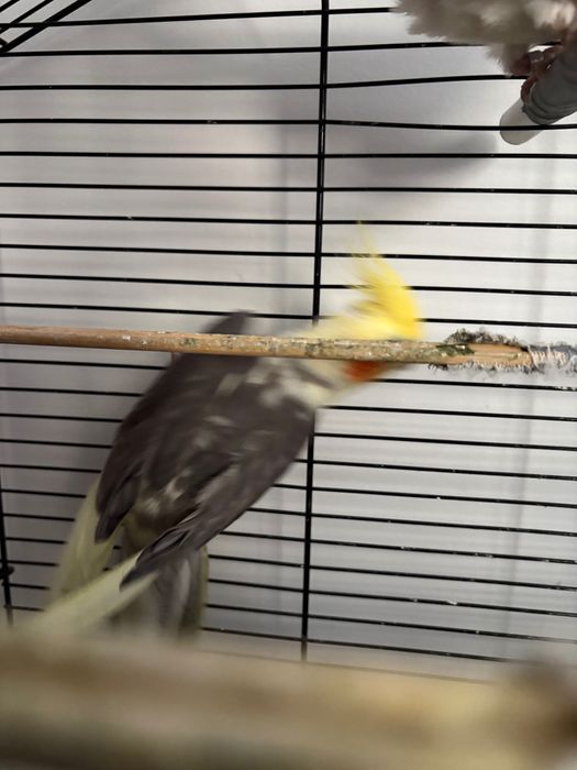 Papuga nimfa samiec i samica