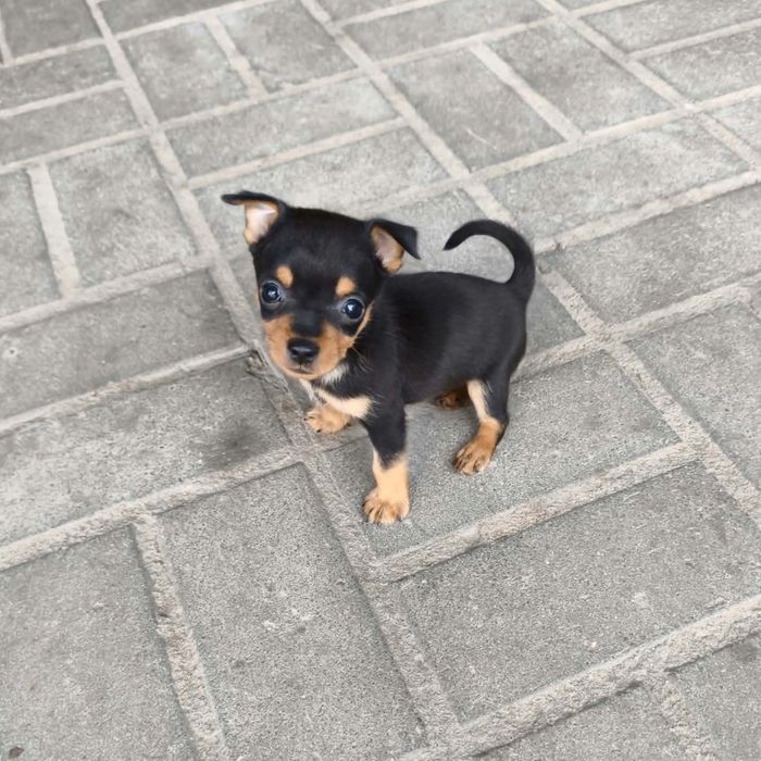 Pinscher miniatura - macho