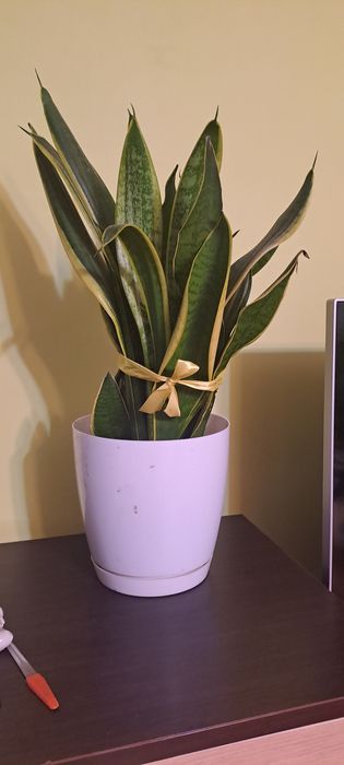 Sansewieria zeylanica i gwinejska (język teściowej]