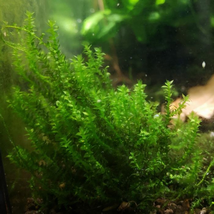 Distichophyllum Maibarae 10 gałązek