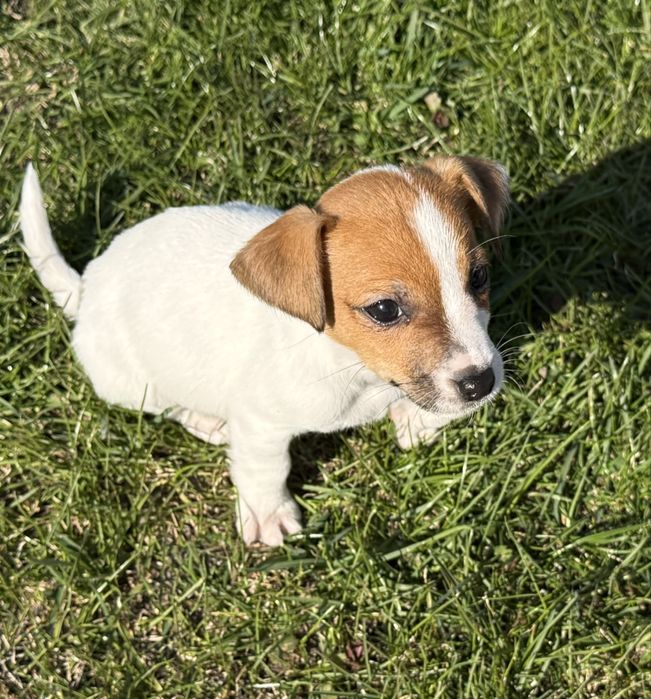 Jack Russel Terier piesek