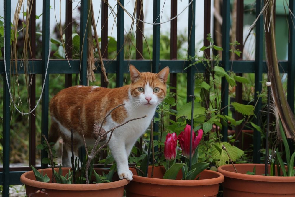 Gato a procura dos donos
