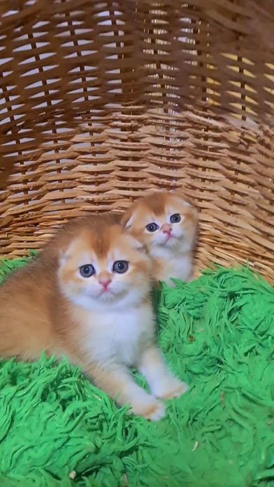 Просто идеал золотая шиншилла ny12