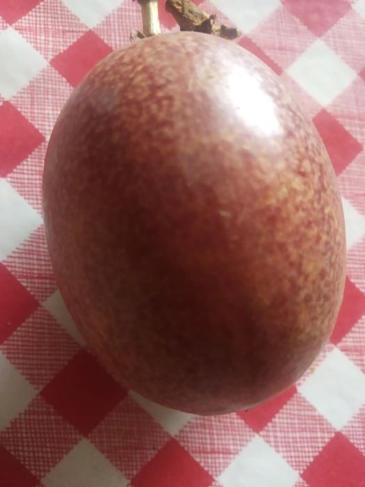 Plantas de   Maracujá Foetida