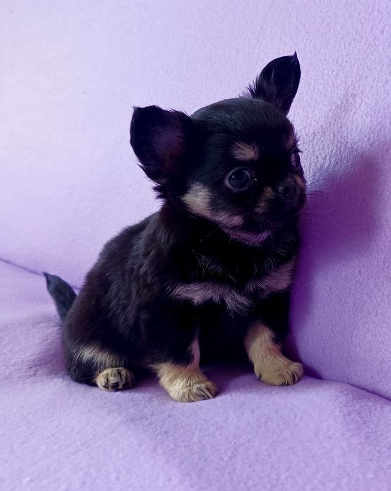 Chihuahua długowłosa sunia