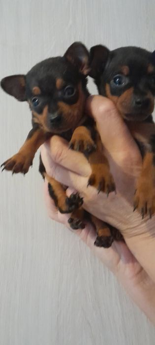 Ratlerek mini piesek