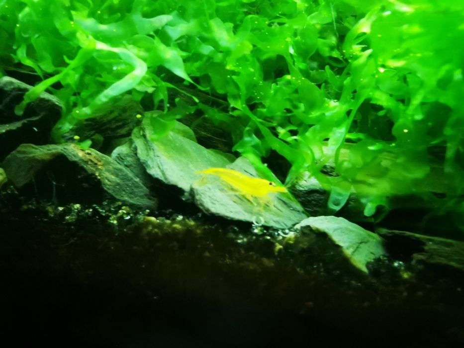 Caridina Yellow king kong