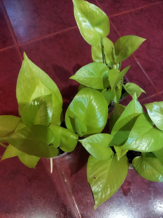 Сортовые эпипремнум, сциндапсусы.