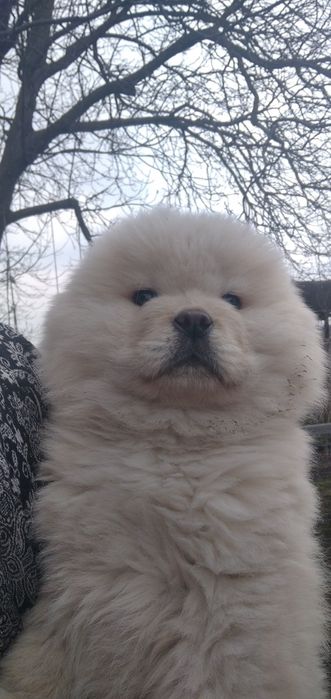 Чау-чау цуценя хлопчик, терміново
