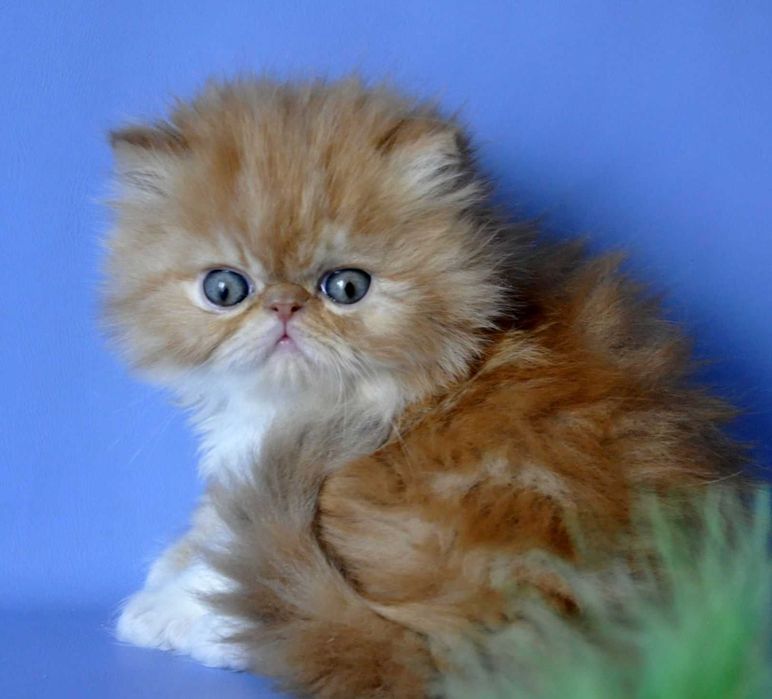 Яскравий Персидський хлопчик Санні Бой