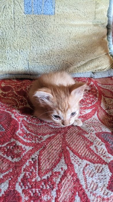 Отдам чудесных котят.