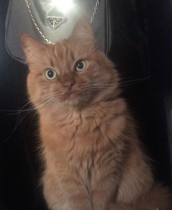 Потерялся КОТ, на трассе возле Каменского Днепропетровской области