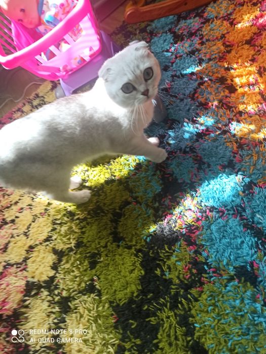 Терміново продам дорослу шиншилову кицю