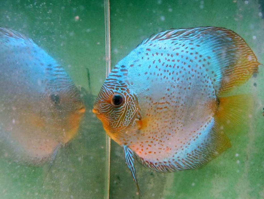 Дискус Кобра, Туркис, Пантера, Leopard от производителя