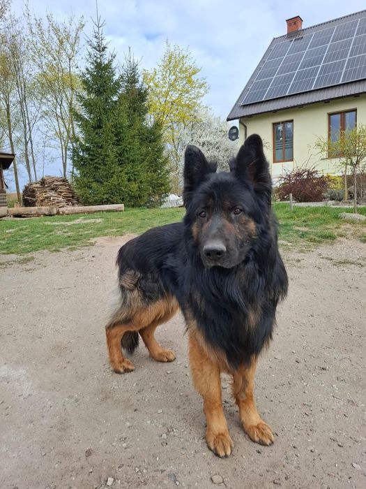 owczarek 4 lata szuka domu