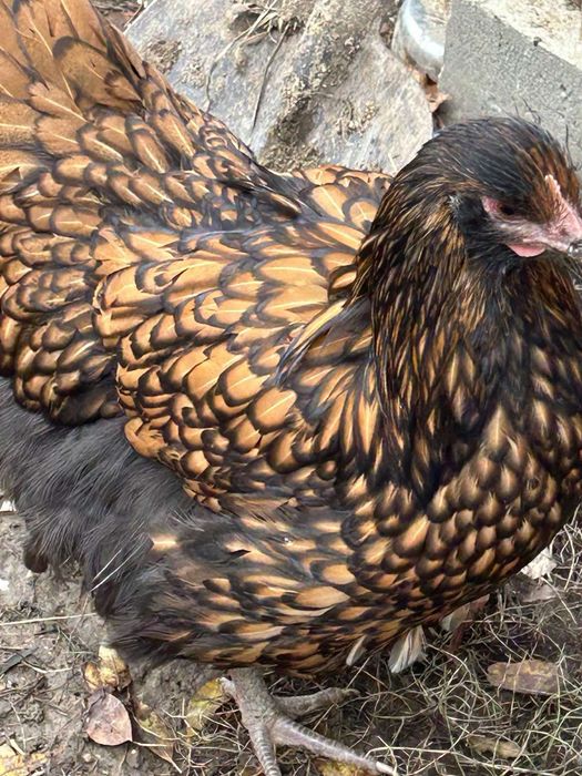 Інкубаційні яйця