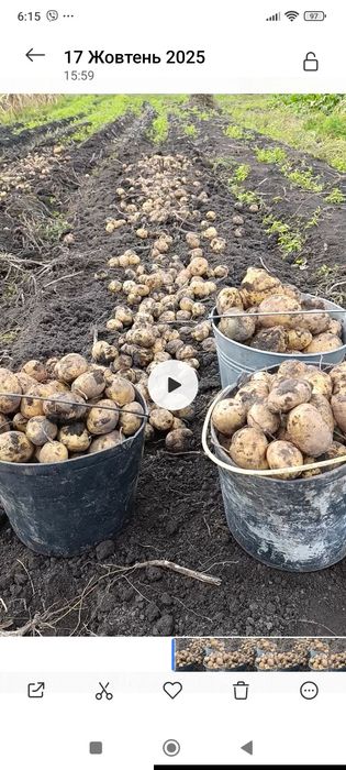 Картопля сорту Карелія