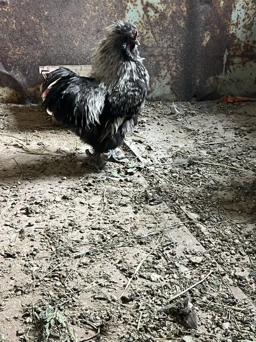 Шелковый петух.