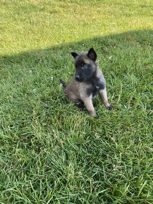 Щенята бельгійська вівчарка малінуа