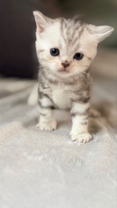 Шотландські кошенята