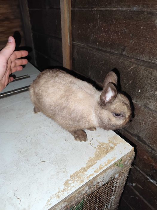 Coelho anão macho pequenino!