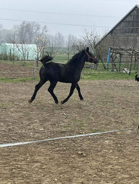 Sprzedam klacz śląską