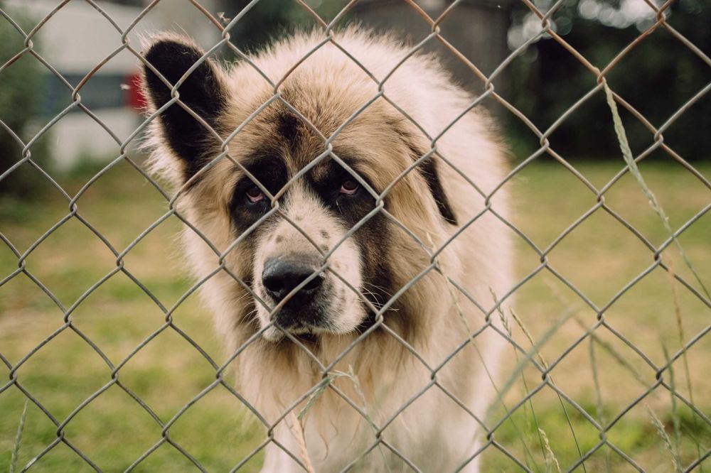Duży pies Aslan szuka mądrego domu