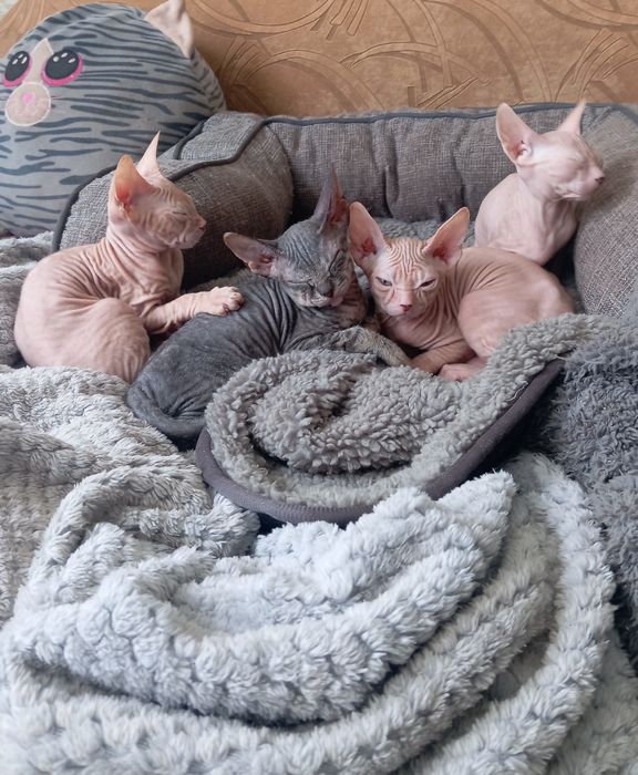 Котята донского сфинкса