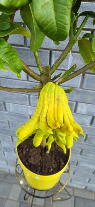 Уценка!Цитрон "Рука Будди",Лимон