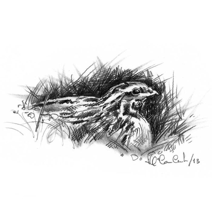 Caça -  Regresso pela Caça (último exemplar)