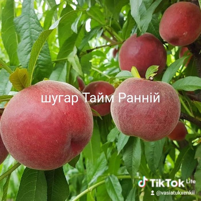 Продам саджанці плодових дерев Персики Абрикоси черешні сливи вишні є