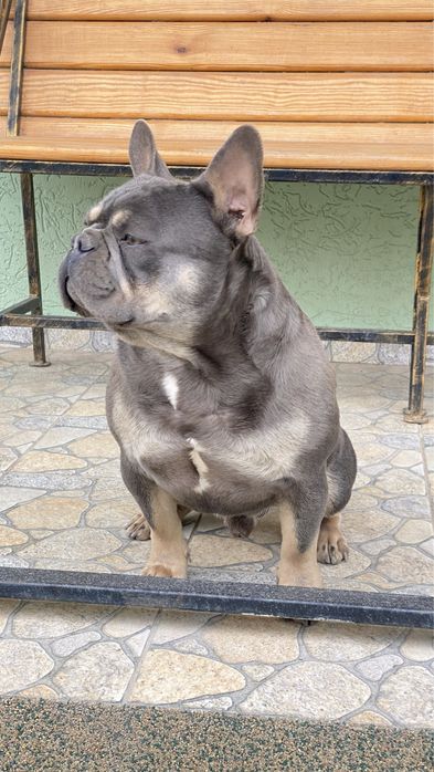 Вязка Французський бульдог лілак тан. Вязка