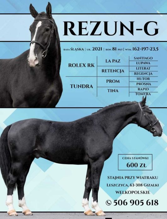 Stanówka ogierem śląskim Rezun G