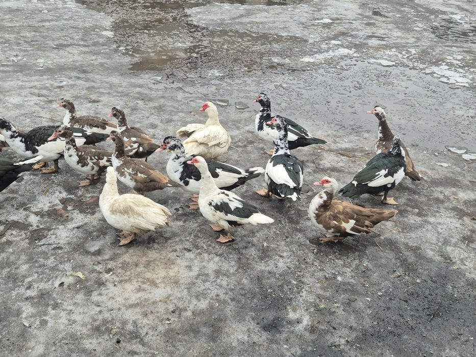 Sprzedam kaczki i kaczory