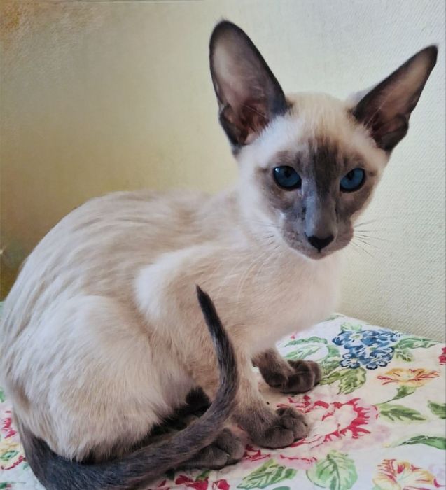 Орієнтальний   котик  блю поинт