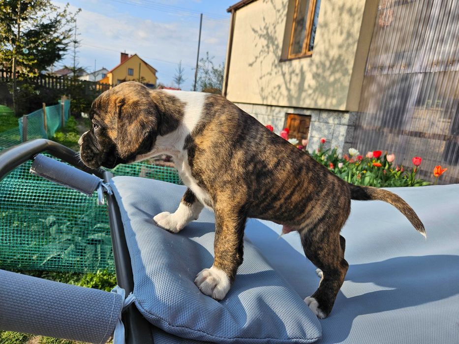 BOKSER, piękny piesek, ojciec FCI!!!