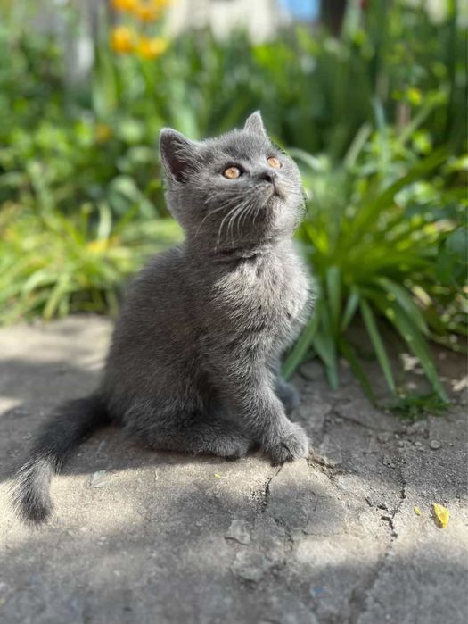 Кошеня британське прямовухе