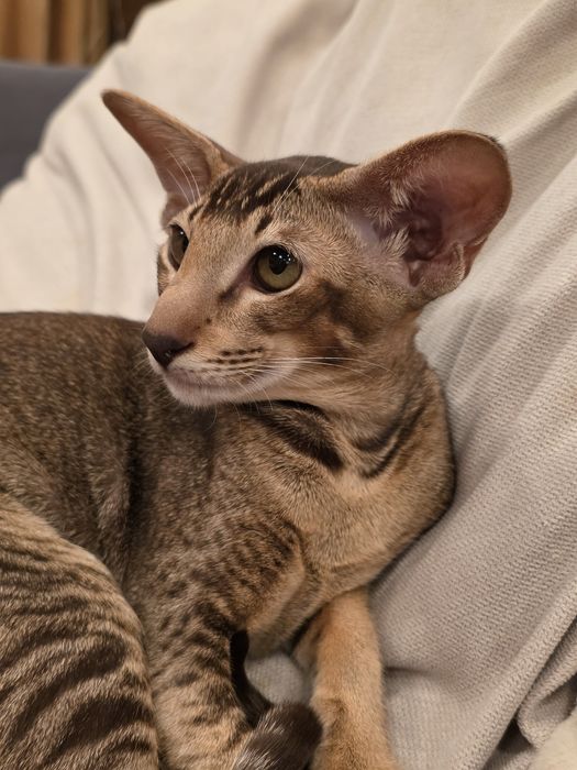 Орієнтальна дівчинка  вік 1р