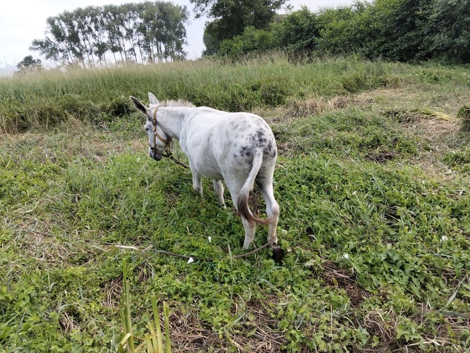 Vendo burro capado