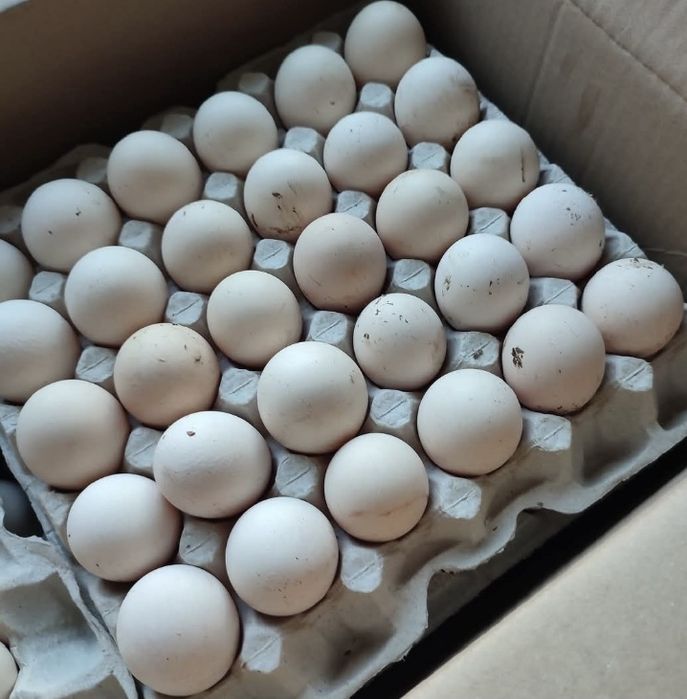 Яйце Бройлера інкубаційне