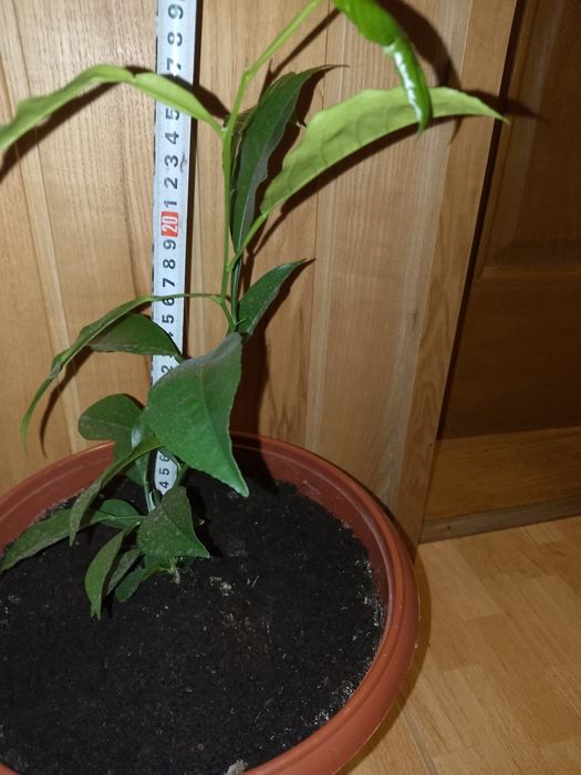 Рослини апельсину.