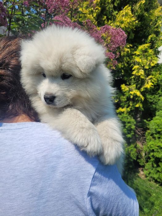Piesek Samoyed ZKwP FCI
