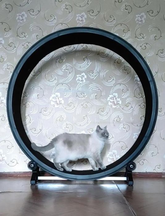 Бігове колесо для кішок One Fast Cat Gen5