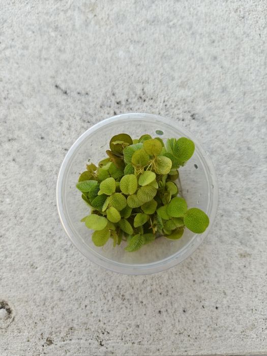 Salvinia e Musgo Java