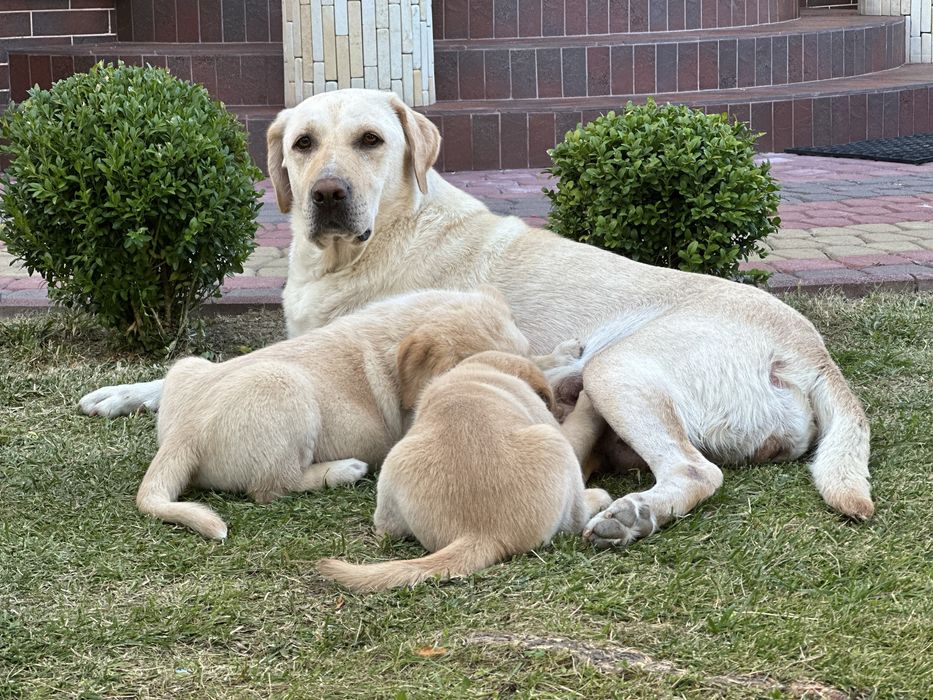 Придбайте грайливих лабрадорчиків